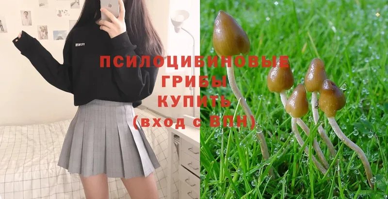 mega как войти  где купить   Тайга  Галлюциногенные грибы Magic Shrooms 